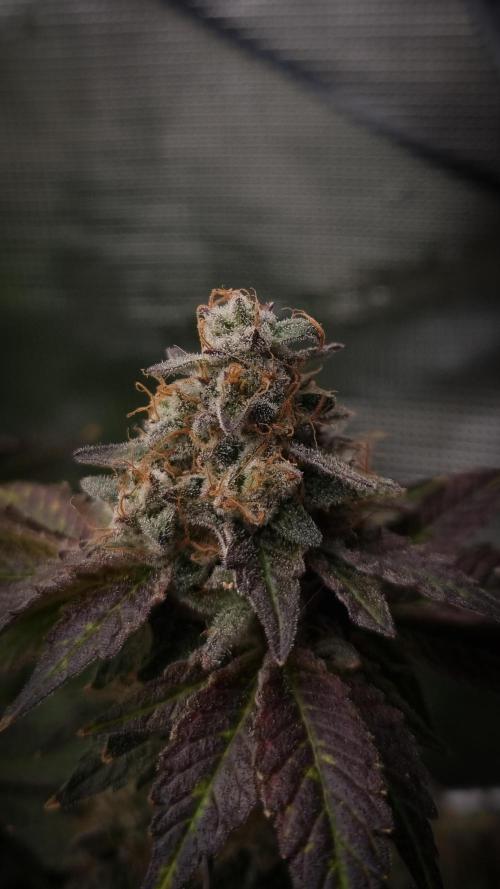 Garlic Cookies #2 Pureinstinto NFT. Week 18 - Harvest