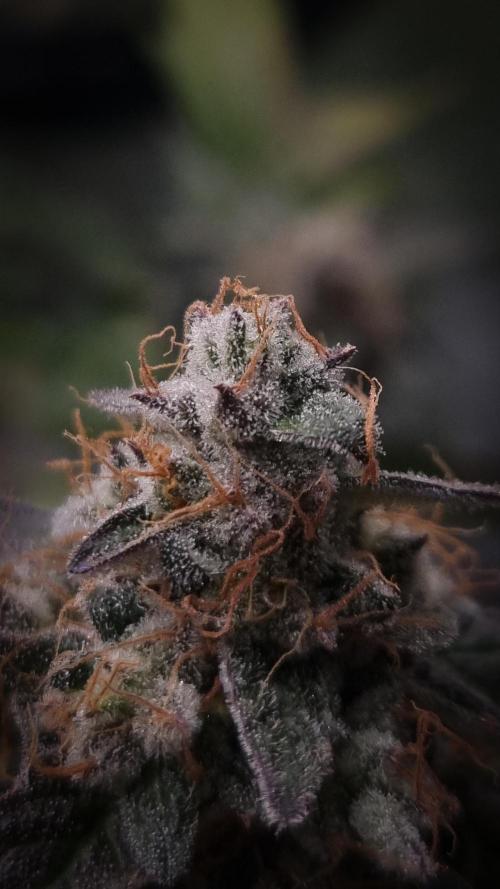 Garlic Cookies #2 Pureinstinto NFT. Week 18 - Harvest