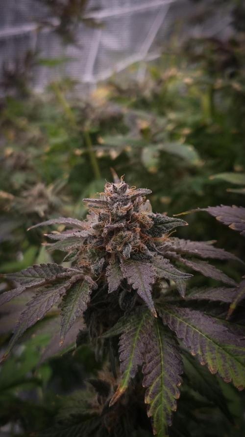 Garlic Cookies #2 Pureinstinto NFT. Week 18 - Harvest