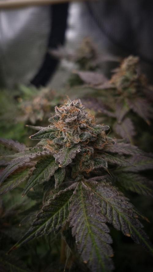 Garlic Cookies #2 Pureinstinto NFT. Week 18 - Harvest