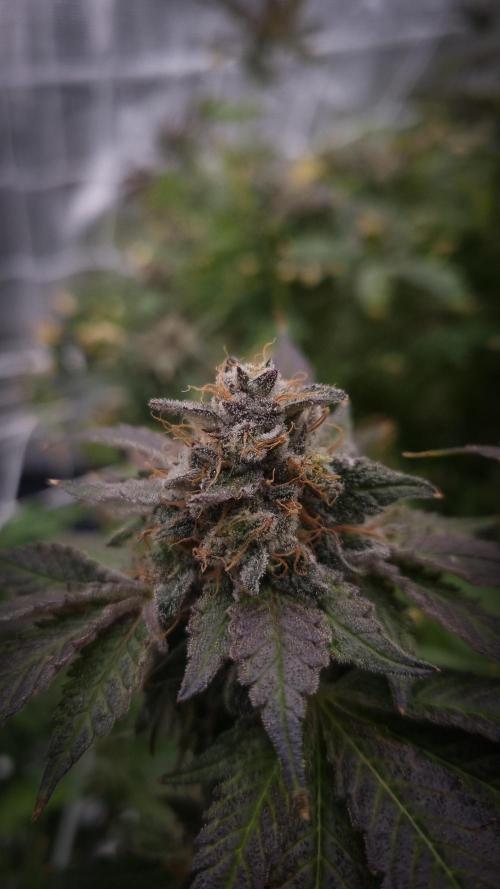 Garlic Cookies #2 Pureinstinto NFT. Week 18 - Harvest