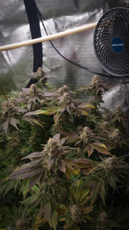 Garlic Cookies #2 Pureinstinto NFT. Week 18 - Harvest