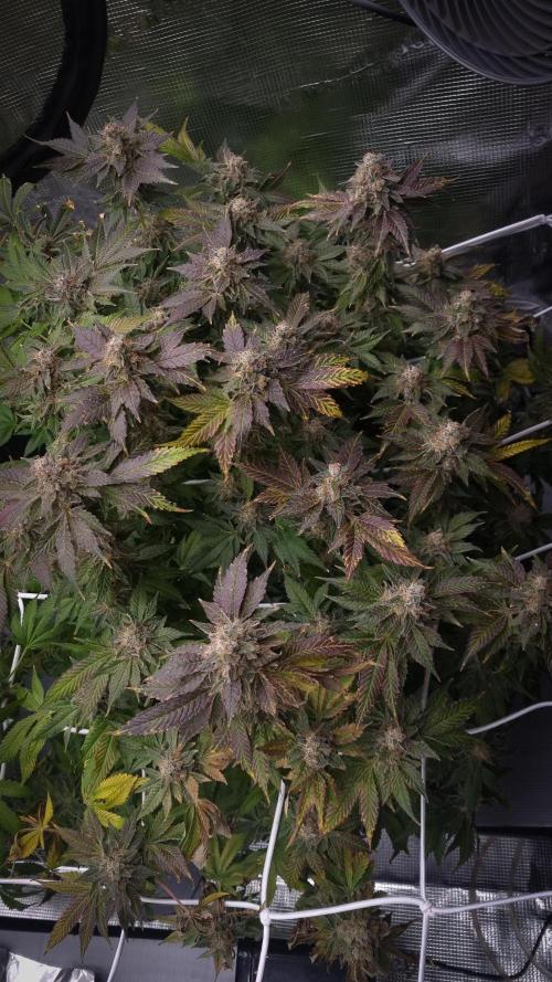 Garlic Cookies. Week 18