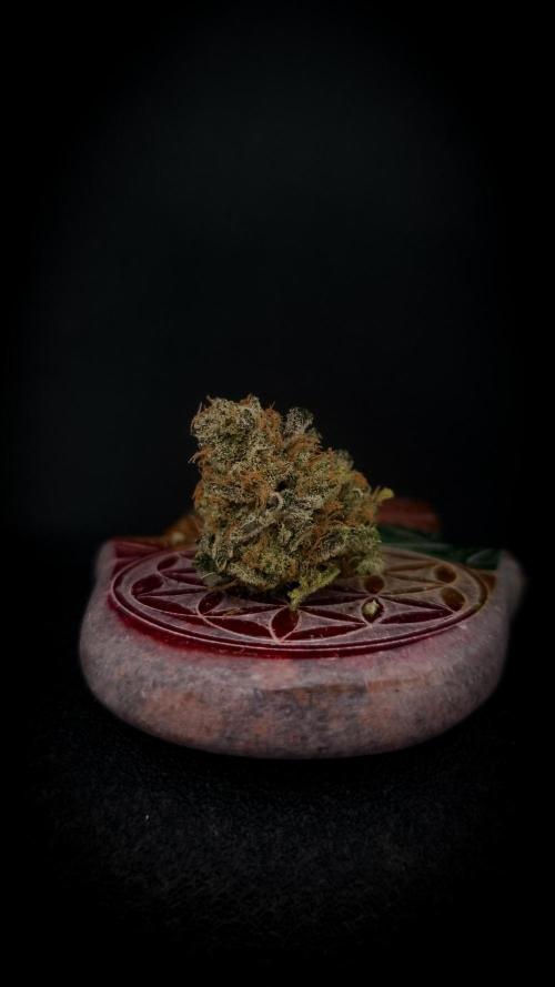 Garlic Cookies #2 Pureinstinto NFT. Week 18 - Dry