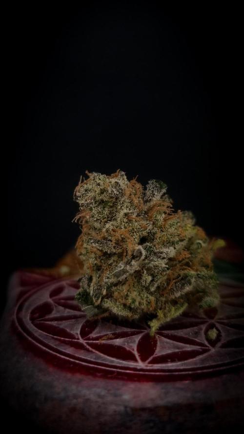 Garlic Cookies #2 Pureinstinto NFT. Week 18 - Dry