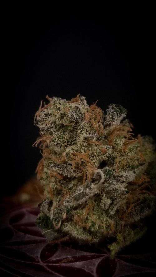 Garlic Cookies #2 Pureinstinto NFT. Week 18 - Dry