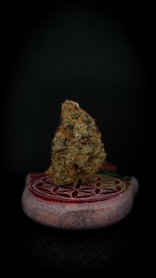 Garlic Cookies #2 Pureinstinto NFT. Week 18 - Dry