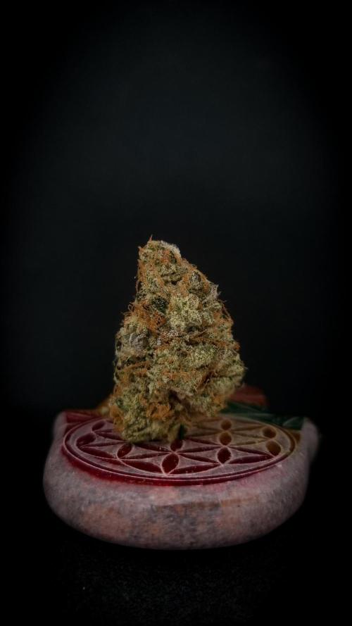 Garlic Cookies #2 Pureinstinto NFT. Week 18 - Dry