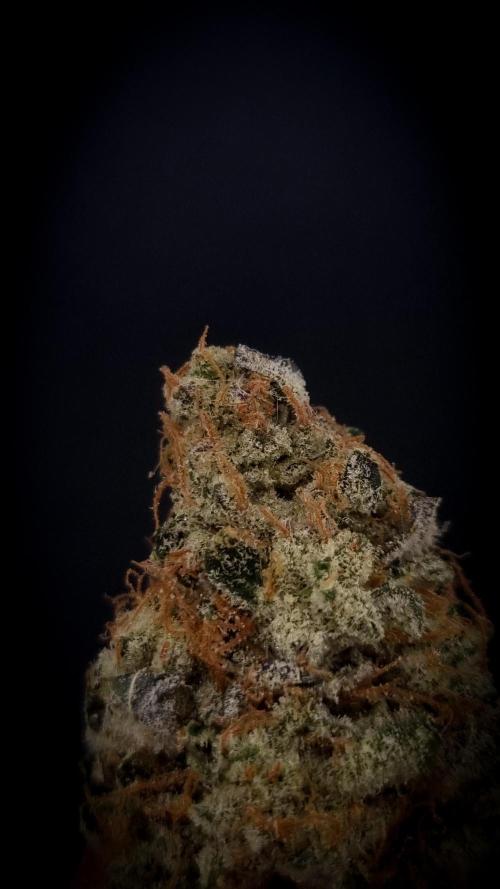 Garlic Cookies. Week 18