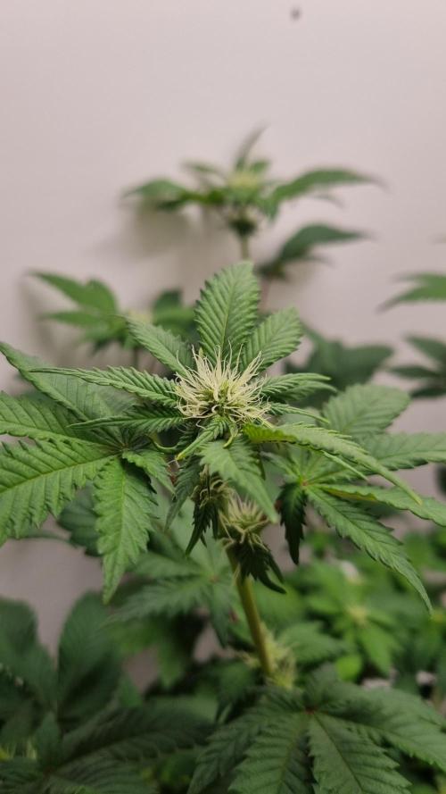 Grandpa Zombie IZI seeds SOIL. Week 6 - Day 14