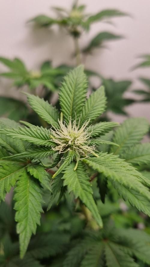 Grandpa Zombie IZI seeds SOIL. Week 6 - Day 14