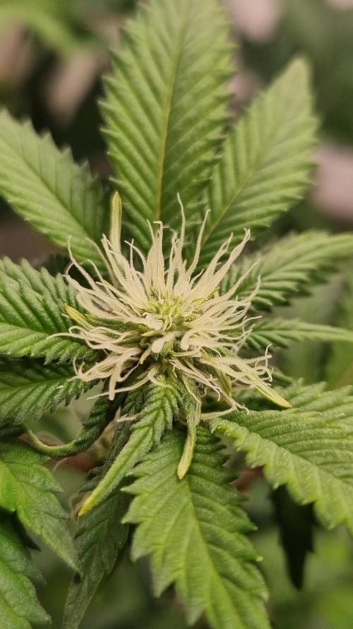 Grandpa Zombie IZI seeds SOIL. Week 6 - Day 14