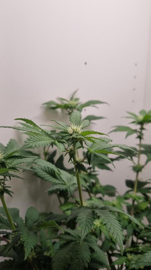 Grandpa Zombie IZI seeds SOIL. Week 6 - Day 14