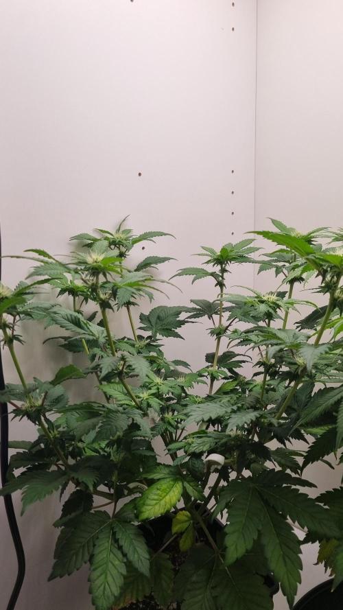 Grandpa Zombie IZI seeds SOIL. Week 6 - Day 14