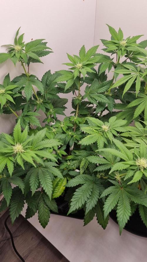 Grandpa Zombie IZI seeds SOIL. Week 6 - Day 14