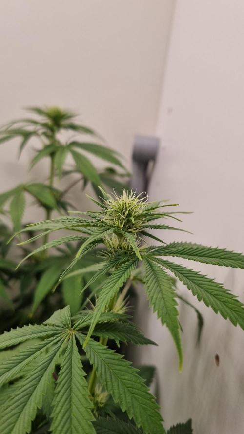 Sticky Broccoli Zamnesia SOIL. Week 6 - Day 14