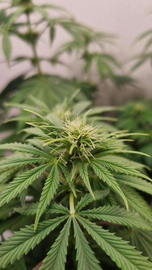 Sticky Broccoli Zamnesia SOIL. Week 6 - Day 14