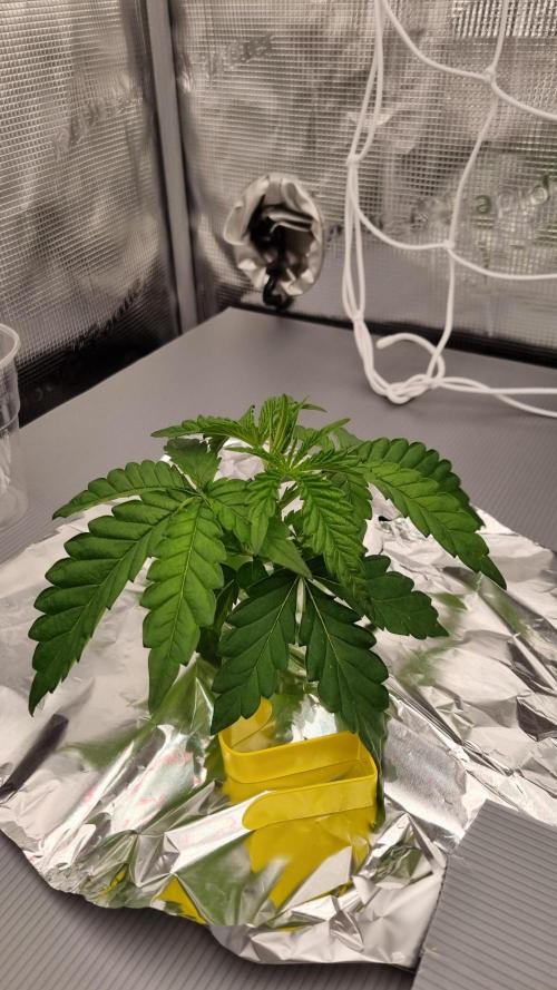 Frozen Nectar HappyPlant420 NFT. Week 2 - Day 14