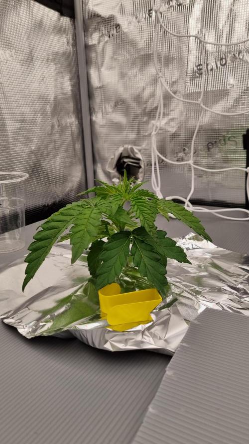 Frozen Nectar HappyPlant420 NFT. Week 2 - Day 14