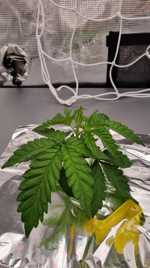 Frozen Nectar HappyPlant420 NFT. Week 2 - Day 14
