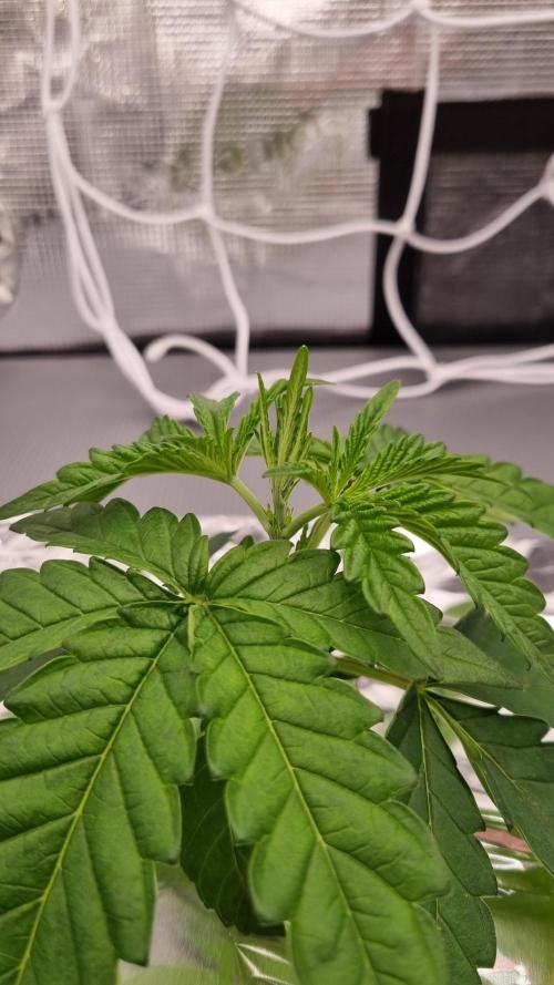 Frozen Nectar HappyPlant420 NFT. Week 2 - Day 14