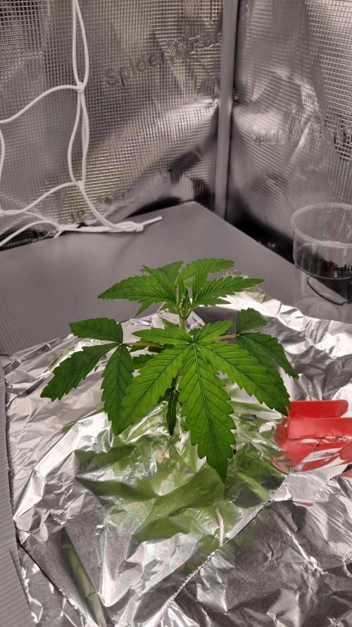 Aladdin Kush Khalifa Genetics NFT. Week 2 - Day 14