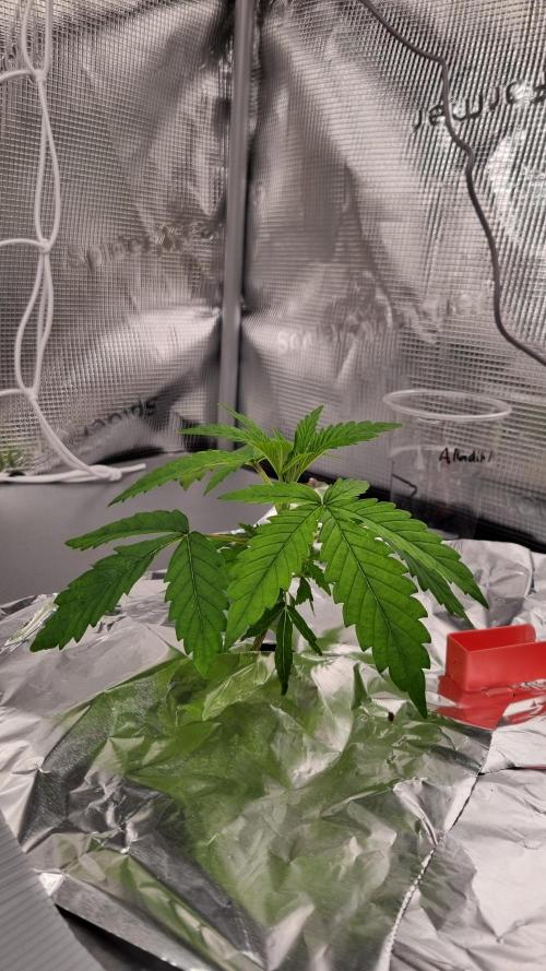 Aladdin Kush Khalifa Genetics NFT. Week 2 - Day 14