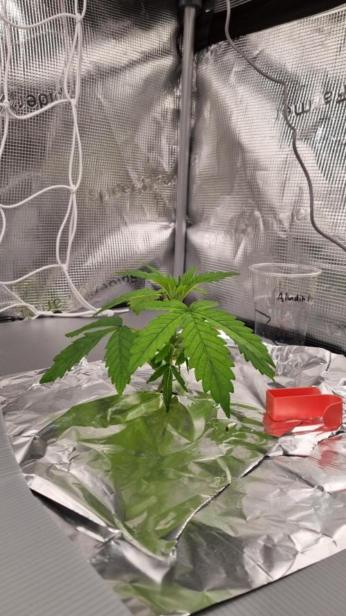Aladdin Kush Khalifa Genetics NFT. Week 2 - Day 14