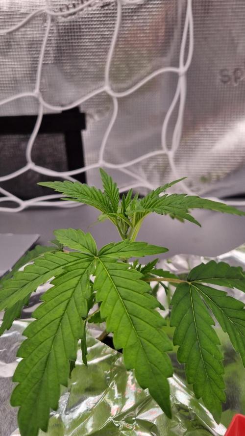 Aladdin Kush Khalifa Genetics NFT. Week 2 - Day 14