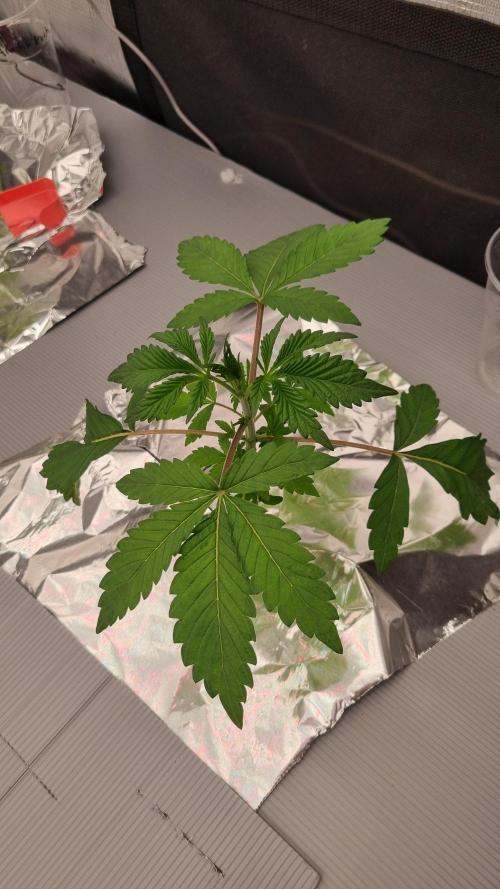 Slush Mint Cake Dutch Passion NFT. Week 2 - Day 14