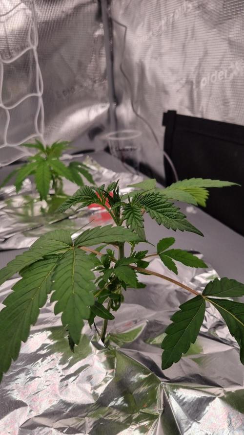 Slush Mint Cake Dutch Passion NFT. Week 2 - Day 14
