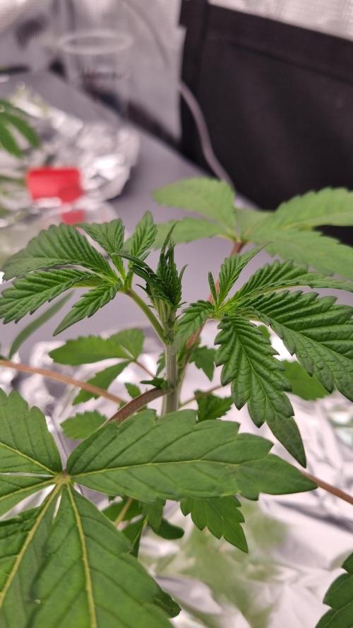 Slush Mint Cake Dutch Passion NFT. Week 2 - Day 14