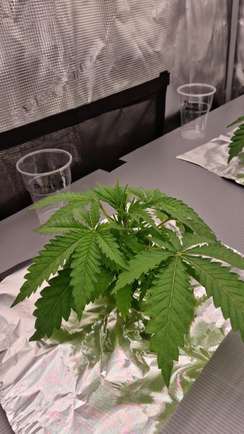 Durian Pie HappyPlant420 NFT. Week 2 - Day 14