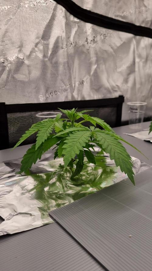 Durian Pie HappyPlant420 NFT. Week 2 - Day 14