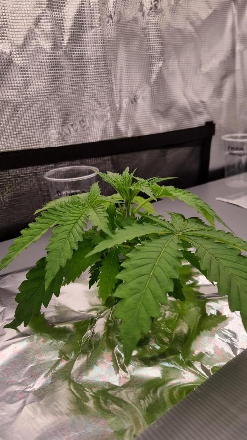 Durian Pie HappyPlant420 NFT. Week 2 - Day 14