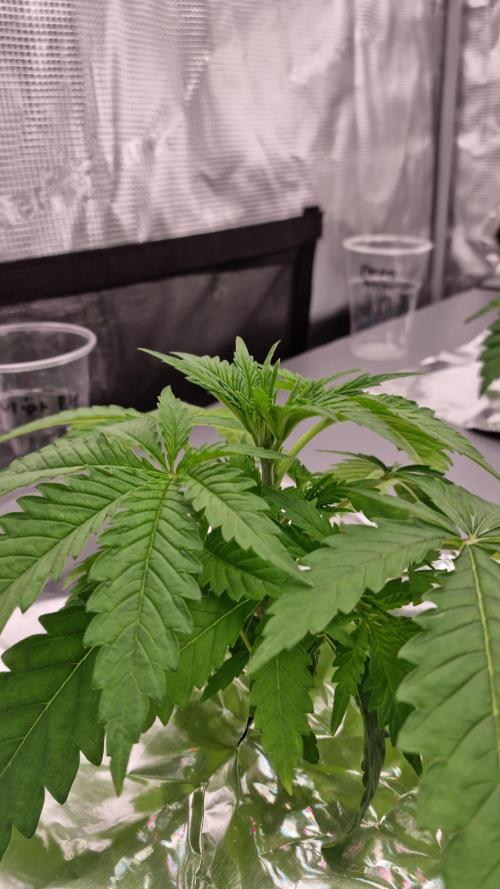 Durian Pie HappyPlant420 NFT. Week 2 - Day 14