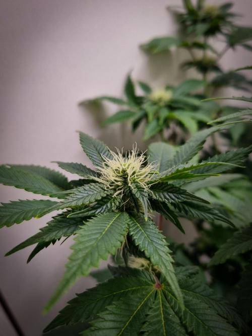 Grandpa Zombie IZI seeds SOIL. Week 7 - Day 21