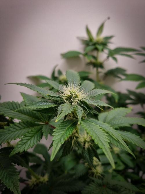 Grandpa Zombie IZI seeds SOIL. Week 7 - Day 21