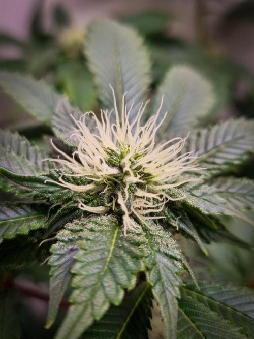 Grandpa Zombie IZI seeds SOIL. Week 7 - Day 21