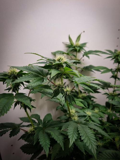 Grandpa Zombie IZI seeds SOIL. Week 7 - Day 21