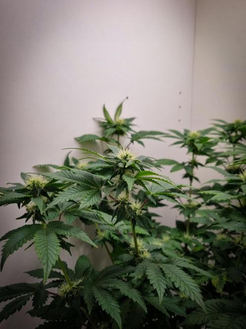 Grandpa Zombie IZI seeds SOIL. Week 7 - Day 21