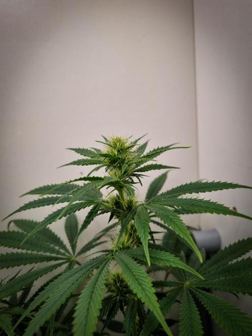 Sticky Broccoli Zamnesia SOIL. Week 7
