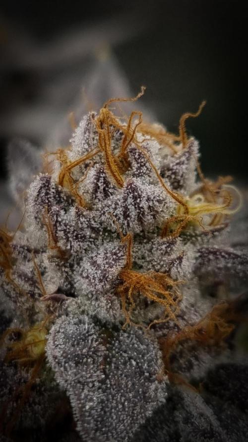 Midnight Candy HappyPlant420 SOIL. Week 17 - Harvest