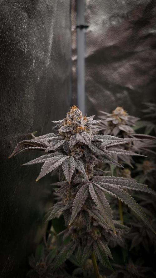 Midnight Candy HappyPlant420 SOIL. Week 17 - Harvest