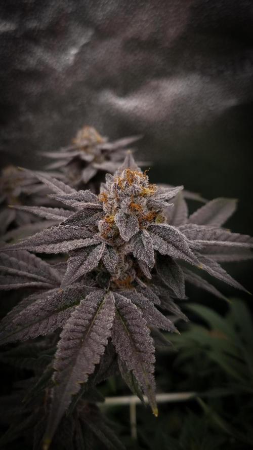 Midnight Candy HappyPlant420 SOIL. Week 17 - Harvest