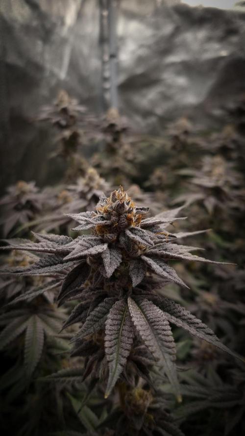 Midnight Candy HappyPlant420 SOIL. Week 17 - Harvest