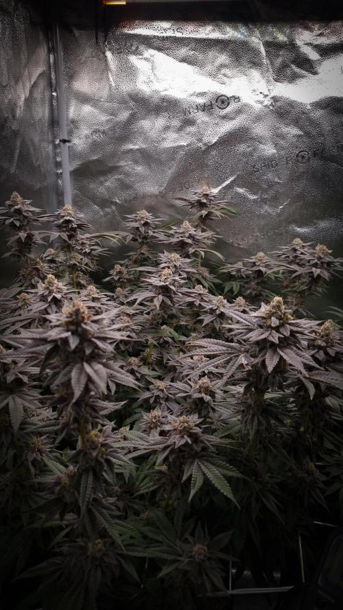 Midnight Candy HappyPlant420 SOIL. Week 17 - Harvest