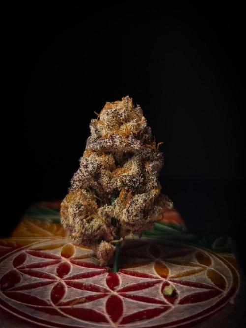 Midnight Candy HappyPlant420 SOIL. Week 17 - Dry