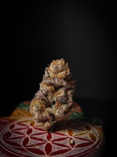 Midnight Candy HappyPlant420 SOIL. Week 17 - Dry