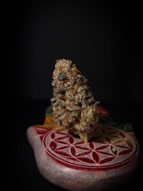 Midnight Candy HappyPlant420 SOIL. Week 17 - Dry